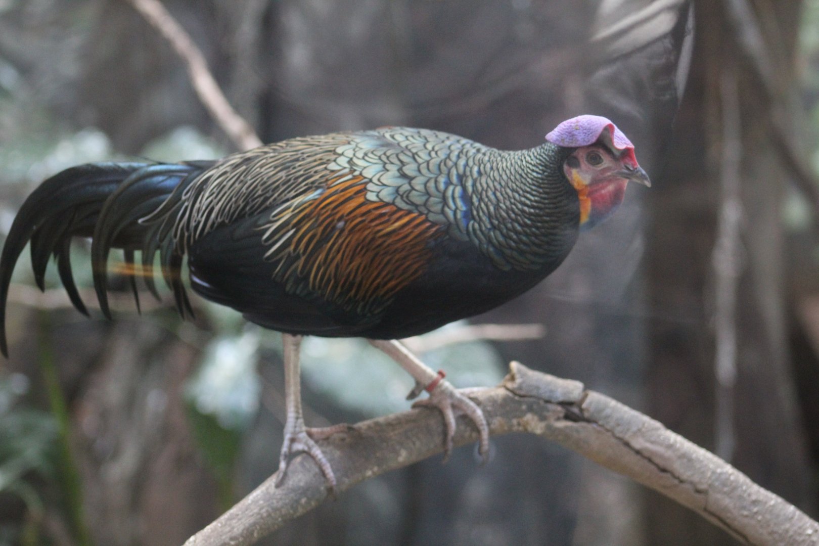 Green Junglefowl