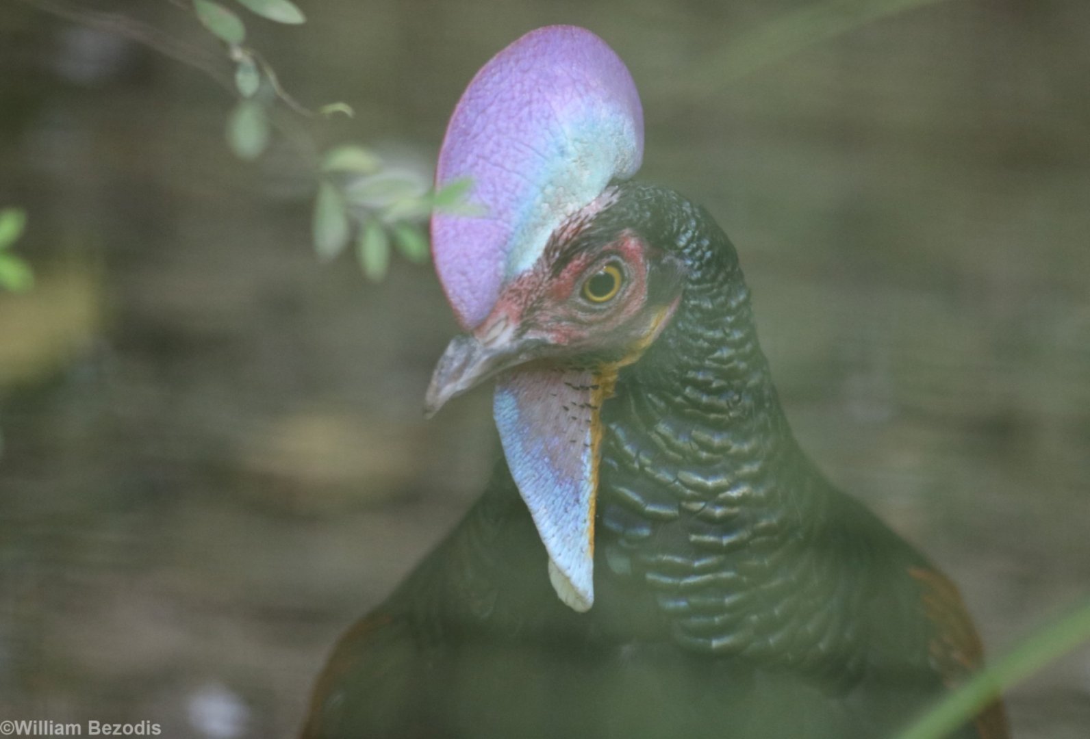 Green Junglefowl