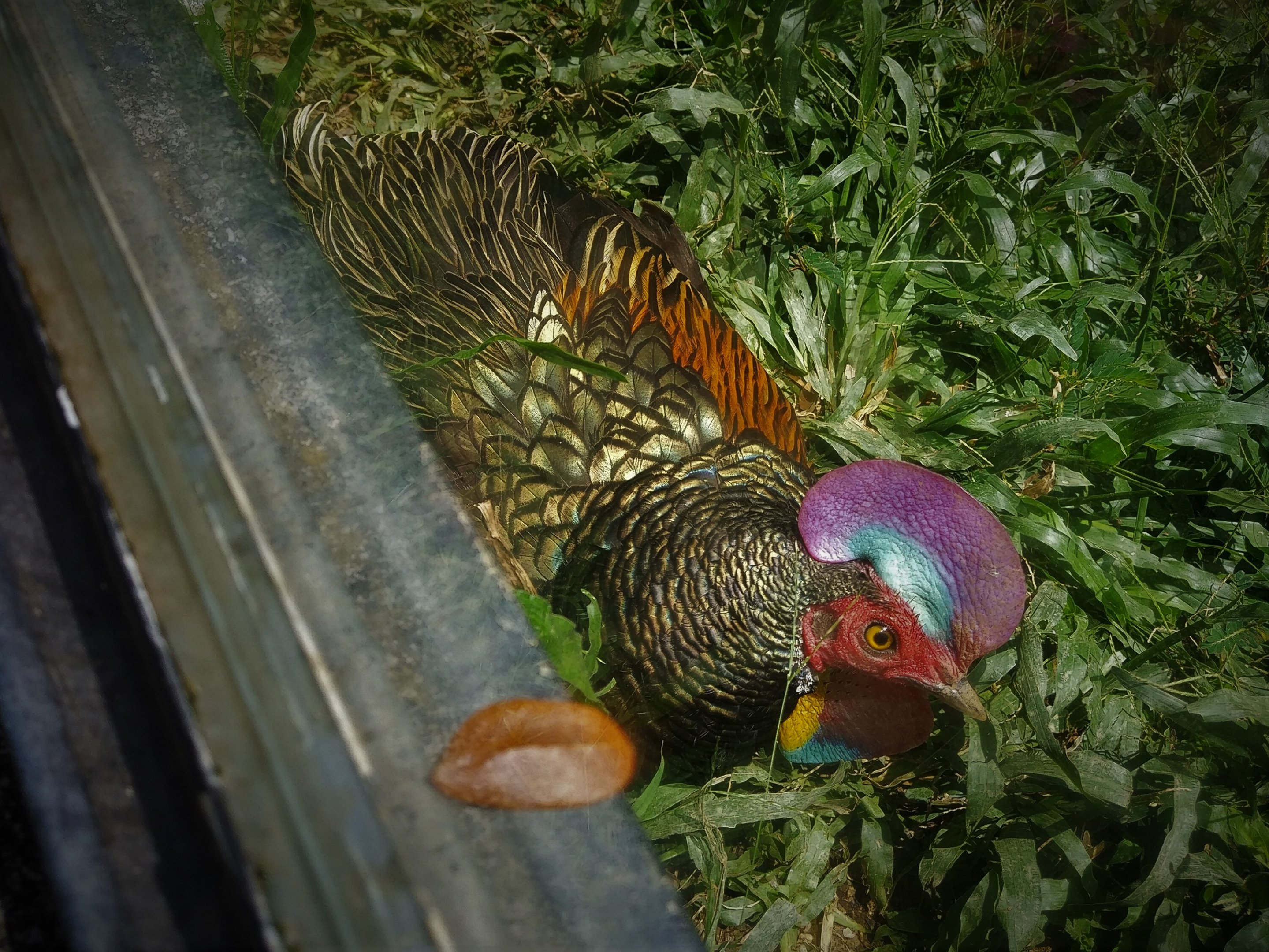 Green Junglefowl