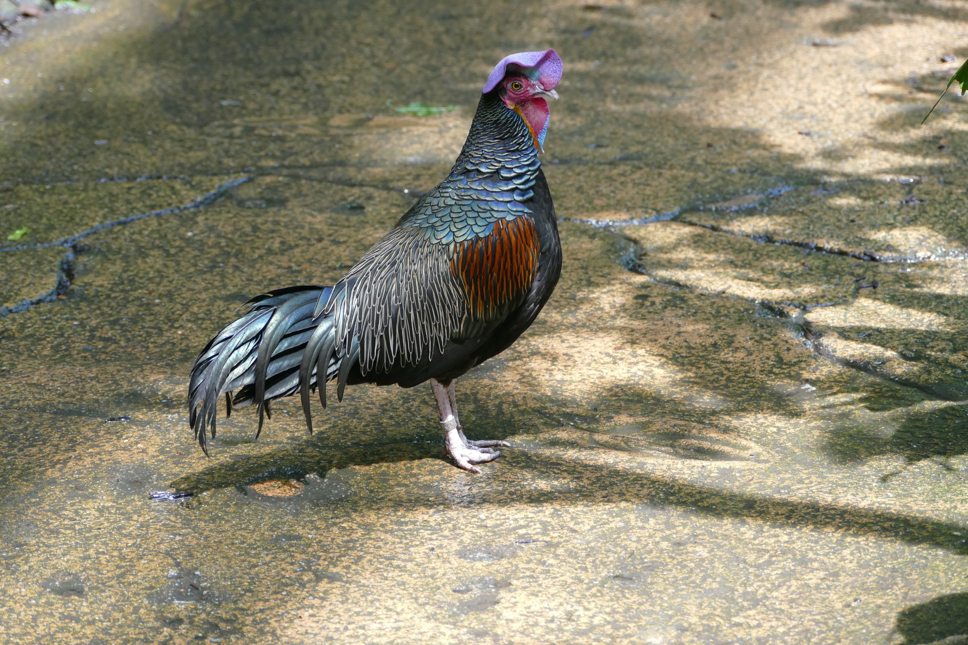 Green Junglefowl