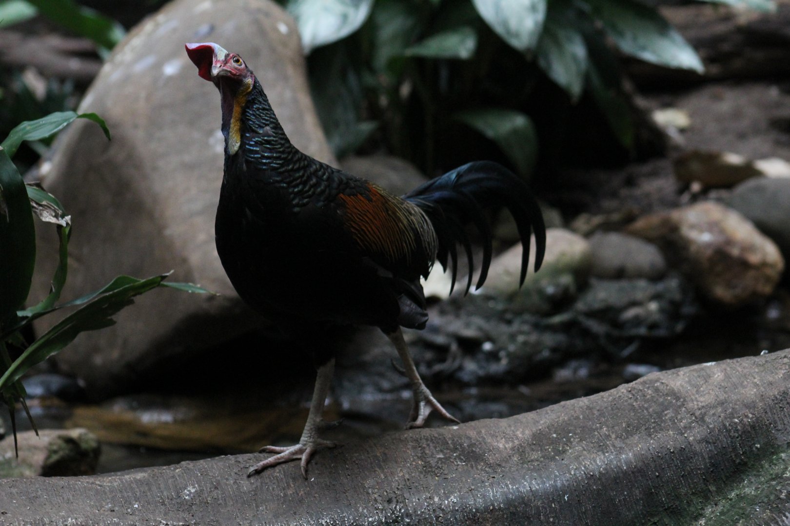 Green Junglefowl