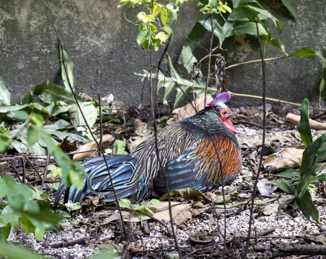 Green Junglefowl
