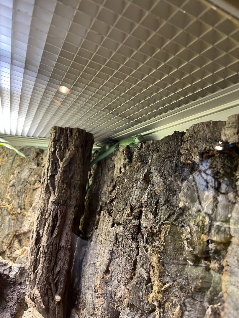 Green keel-bellied lizard 13.7.25