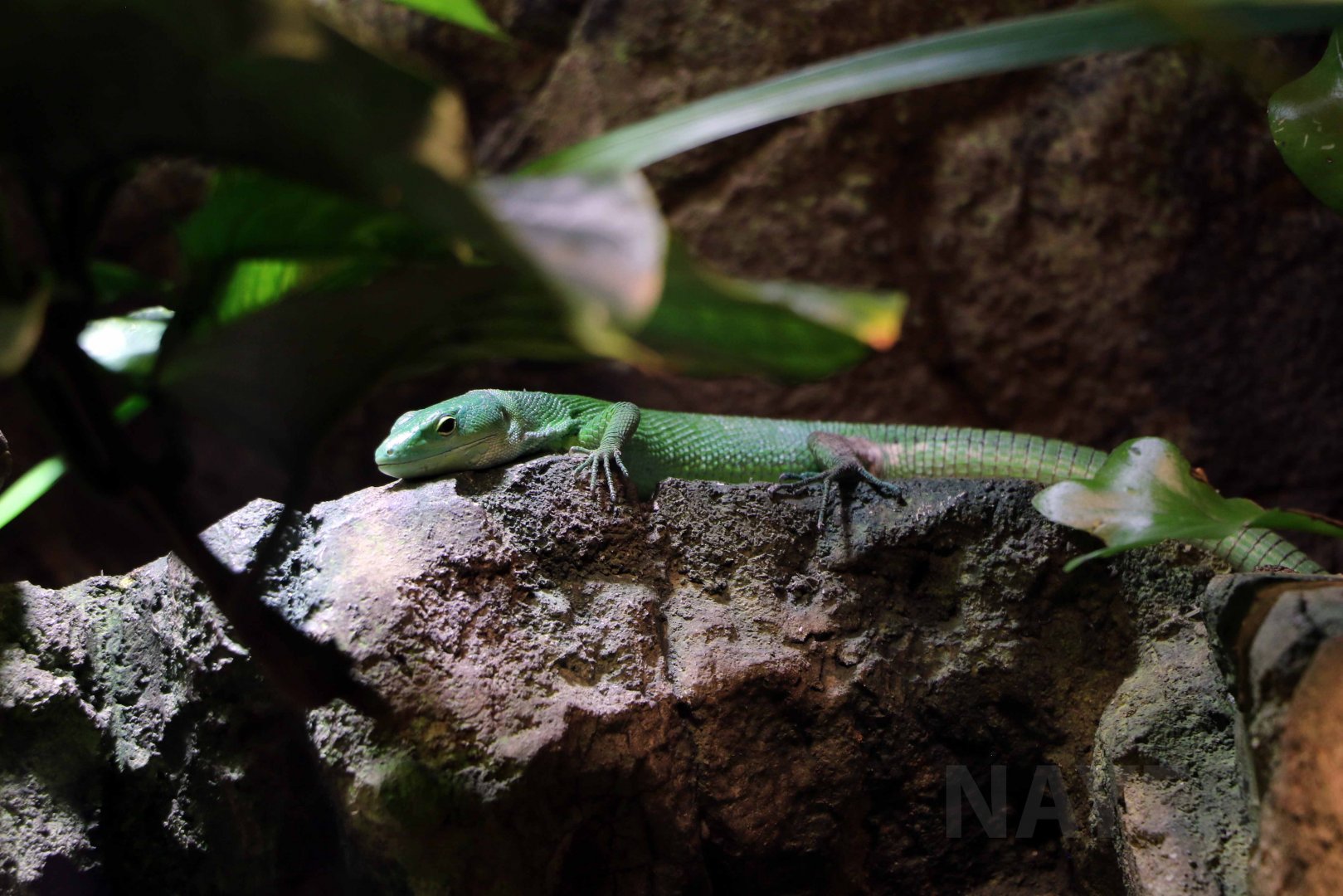 Green keel-bellied lizard, April 2018