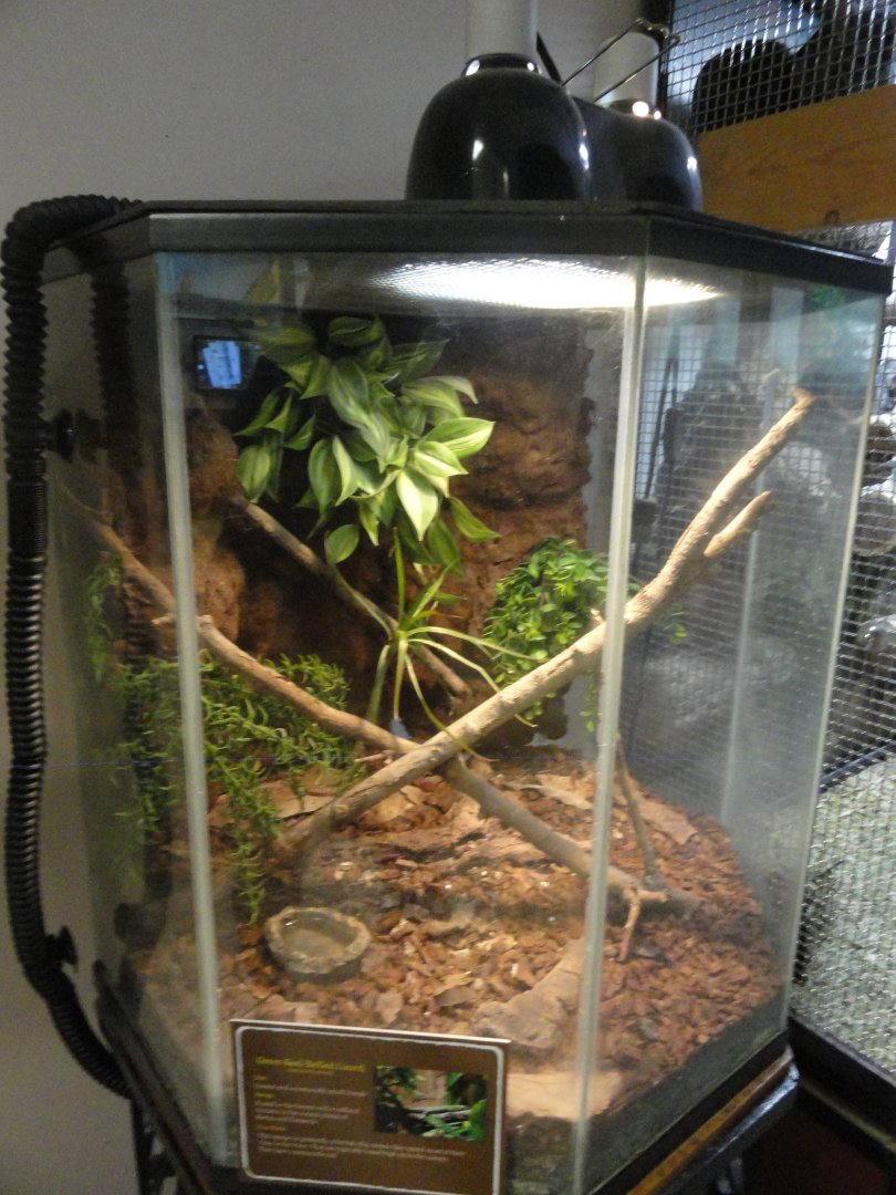 Green Keel Bellied Lizard Exhibit