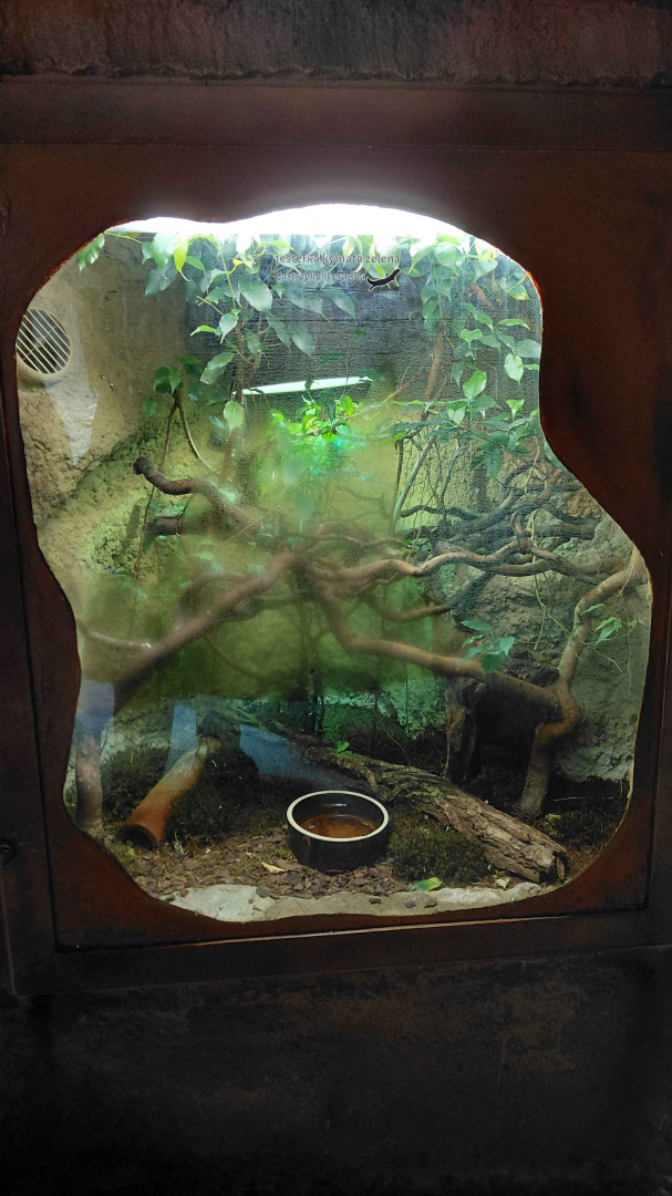 Green keel-bellied lizard exhibit