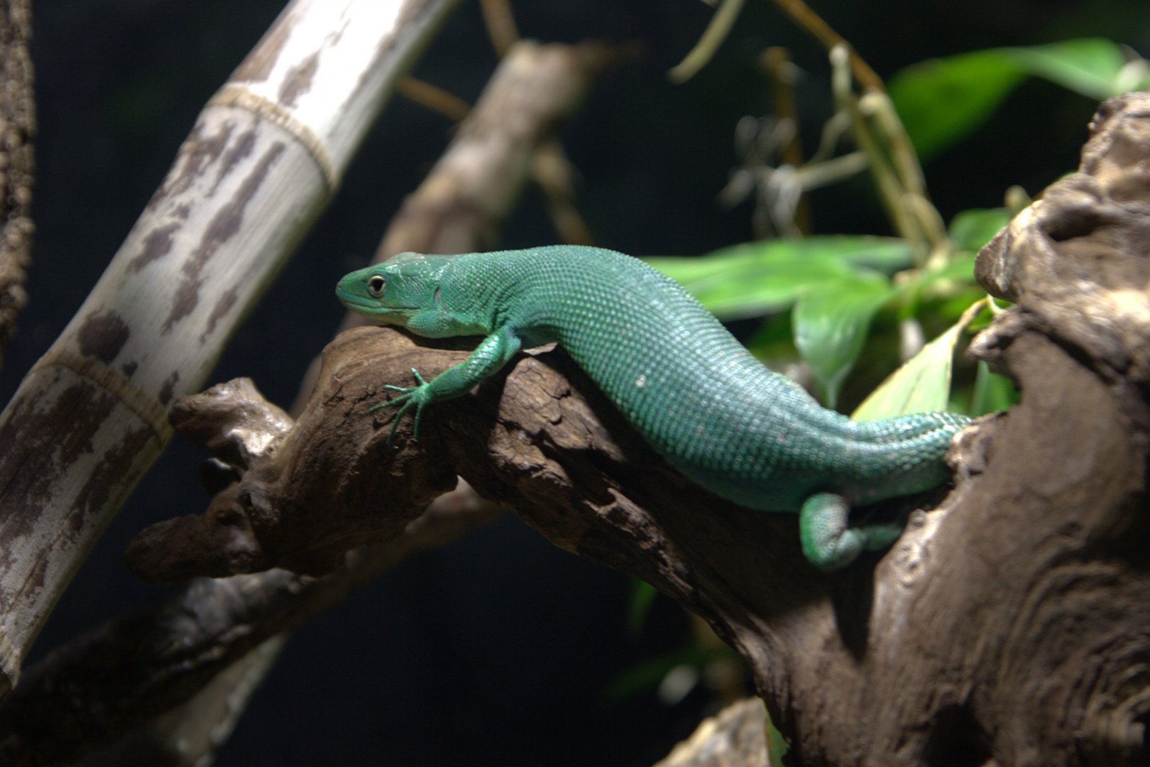 Green Keel-bellied Lizard (Gastropholis prasina), 09-09-25