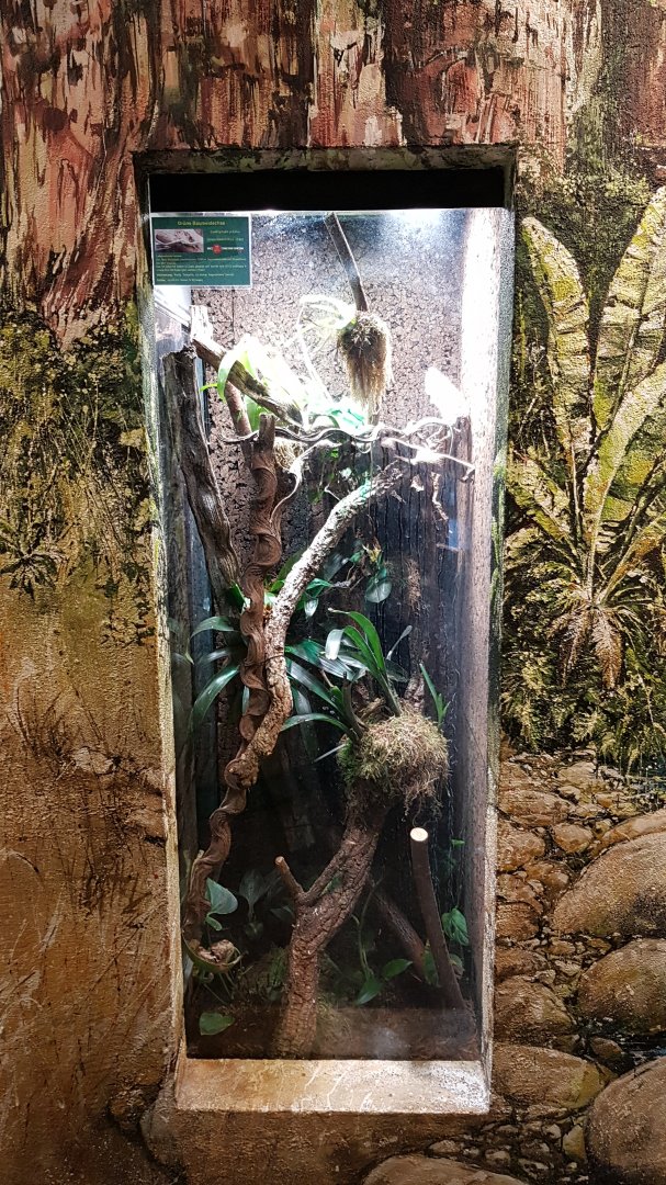 Green keel-bellied lizard (Gastropholis prasina)