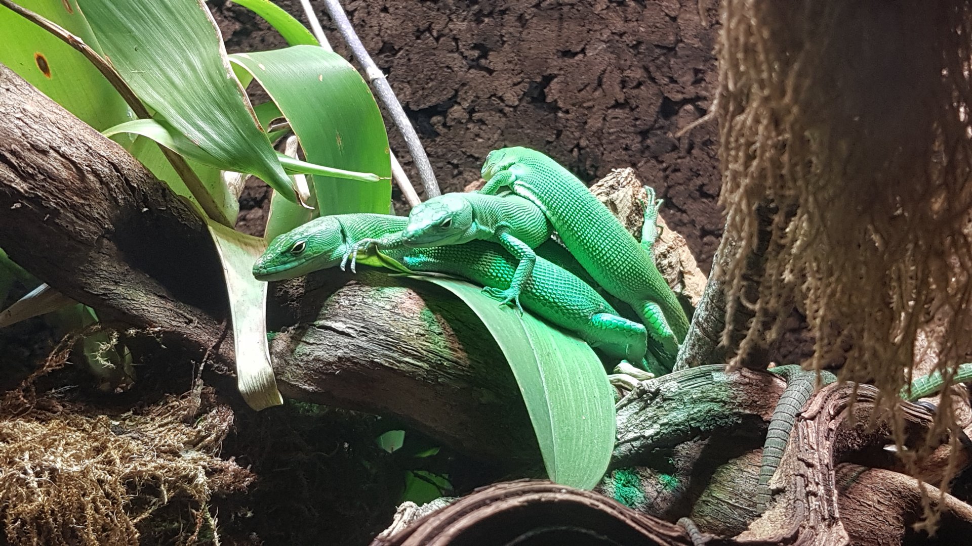 Green keel-bellied lizard (Gastropholis prasina)