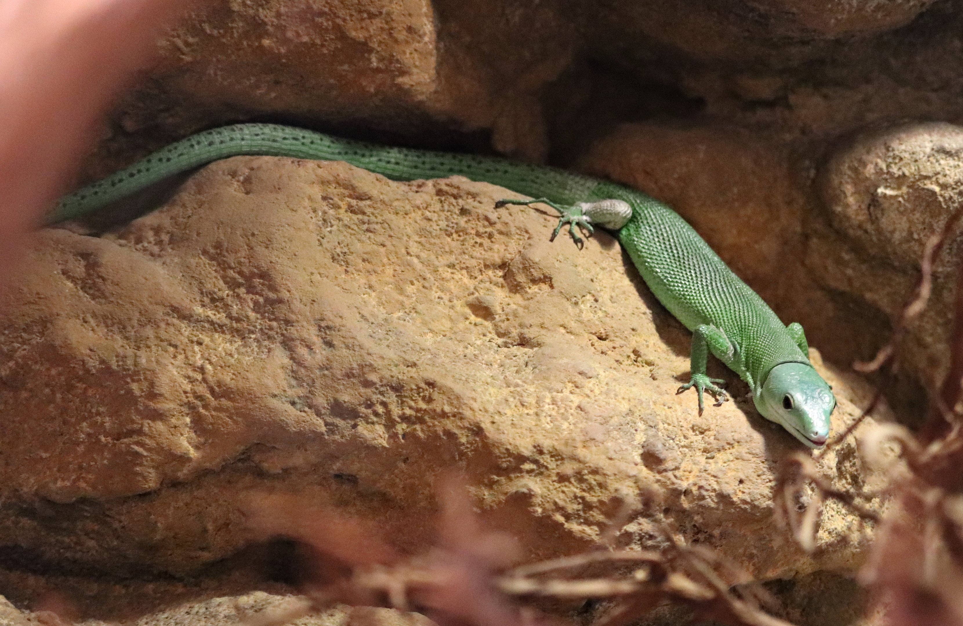 Green keel-bellied lizard (Gastropholis prasina)