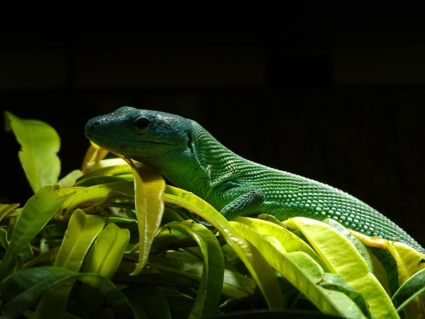 Green keel-bellied lizard (Gastropholis prasina)