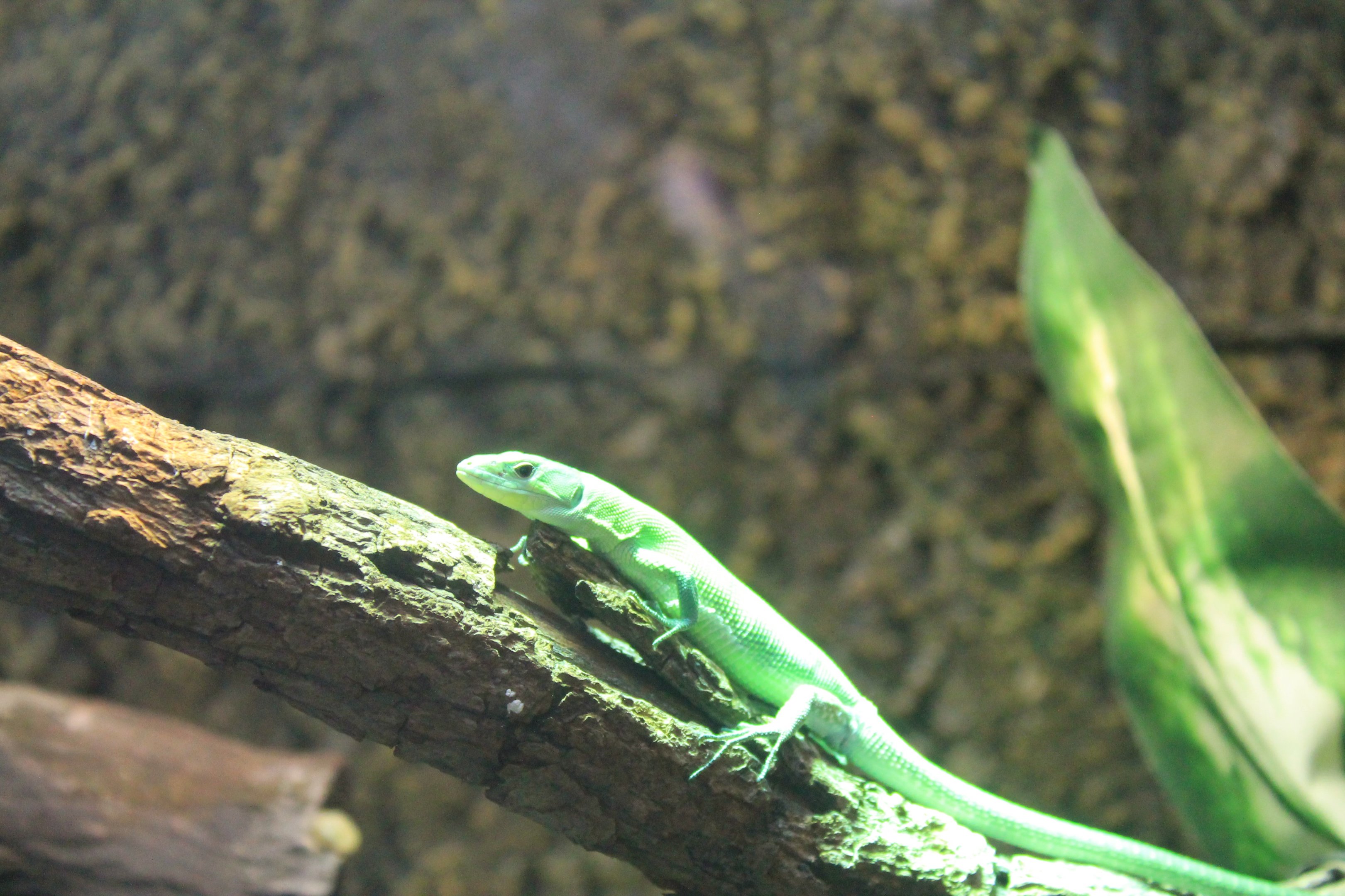 Green Keel-bellied Lizard (Gastropholis prasina)
