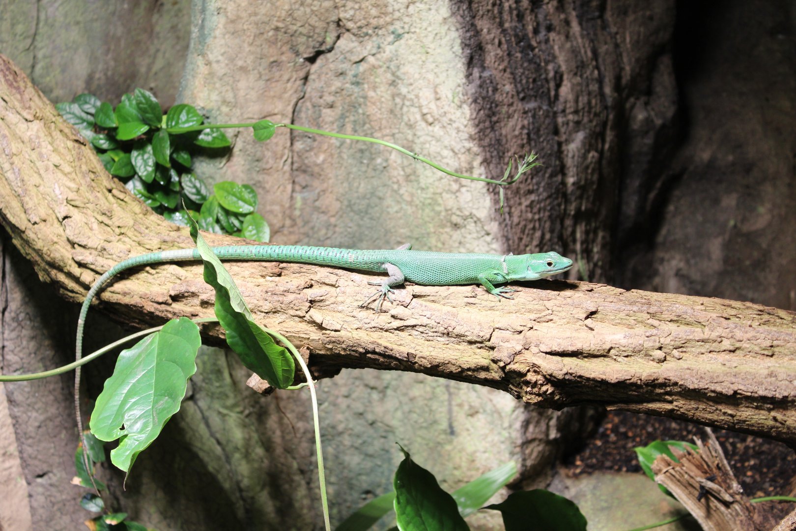 Green Keel-bellied Lizard - July 2019