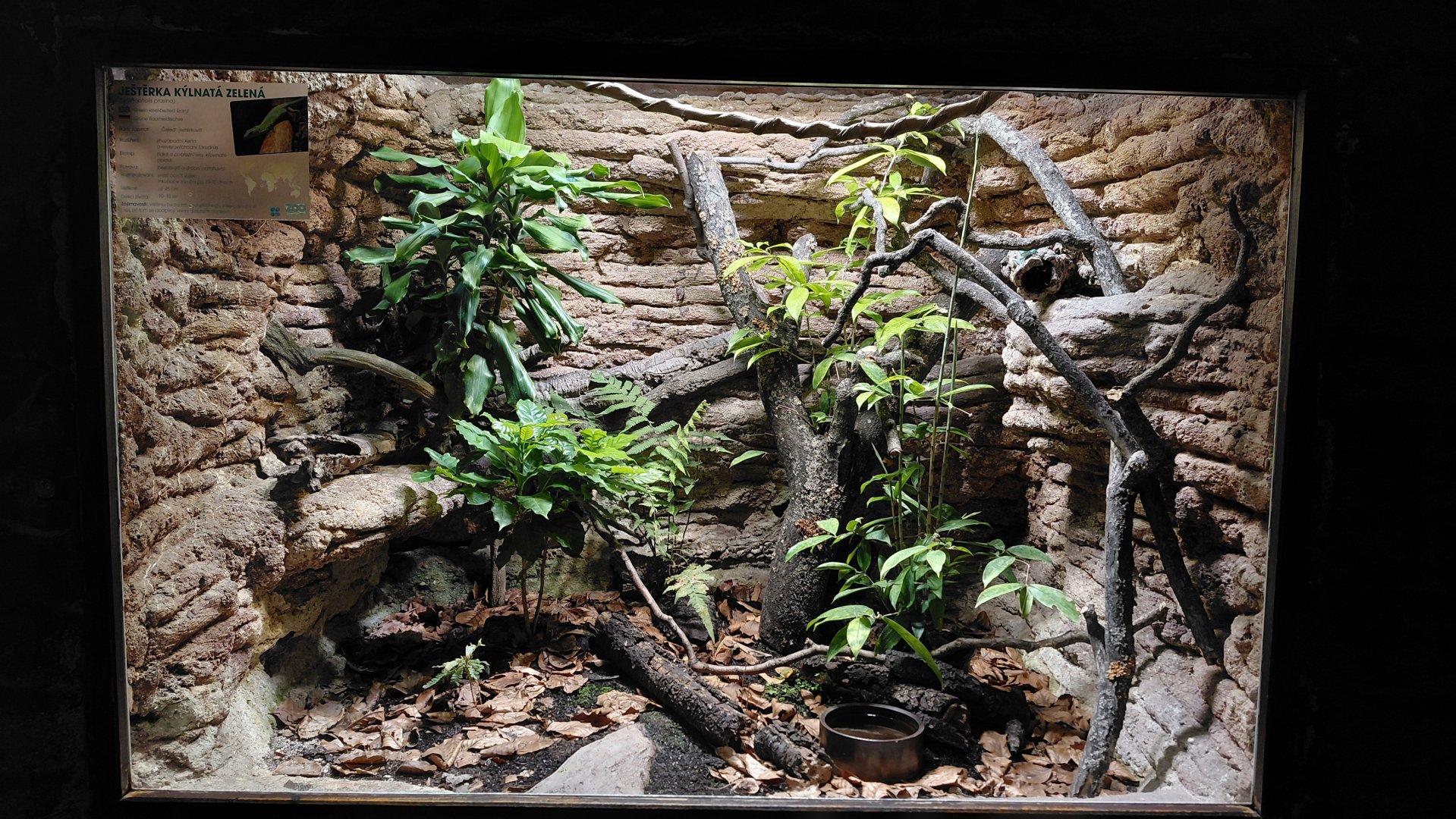 Green keel-bellied lizard zootierliste