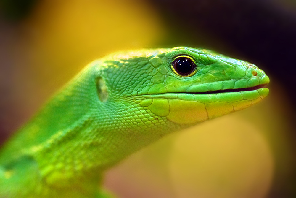 Green Keel-bellied Lizard