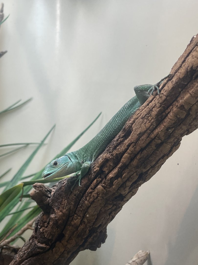 Green Keel-bellied Lizard