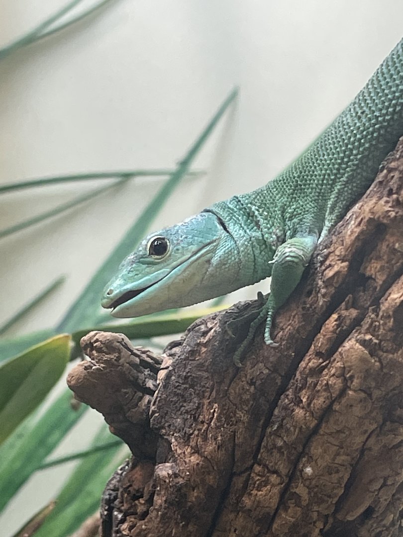 Green Keel-bellied lizard
