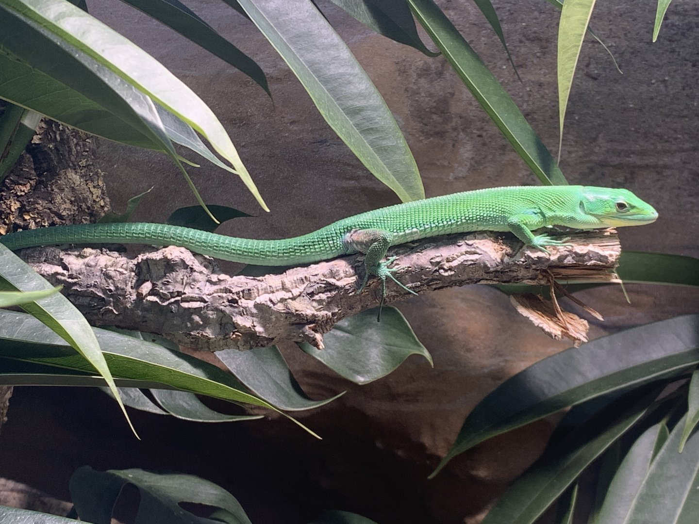 Green keel-bellied lizard