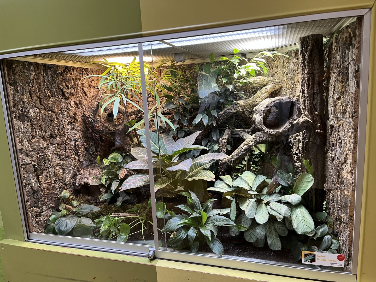 Green keeled-bellied lizard exhibit 13.7.25