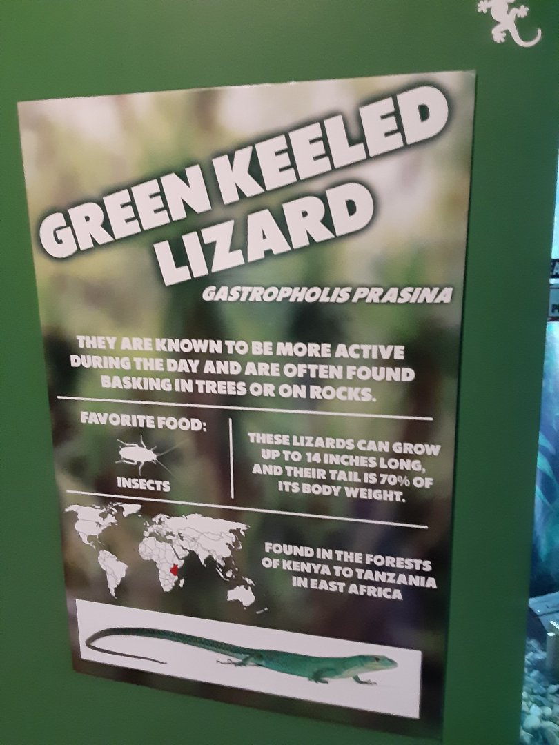 Green Keeled Lizard Signage