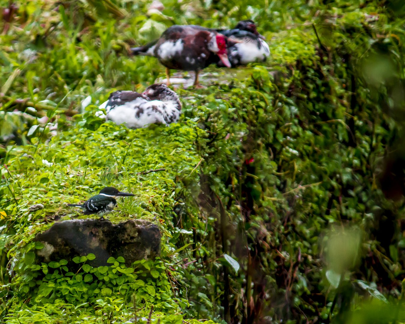 Green kingfisher, Chloroceryle americana