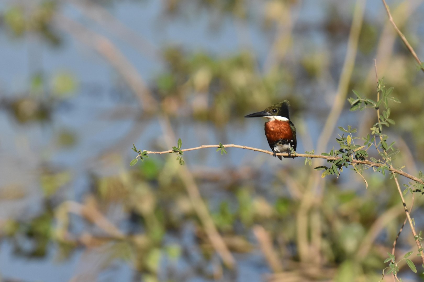 Green Kingfisher (Chloroceryle americana)