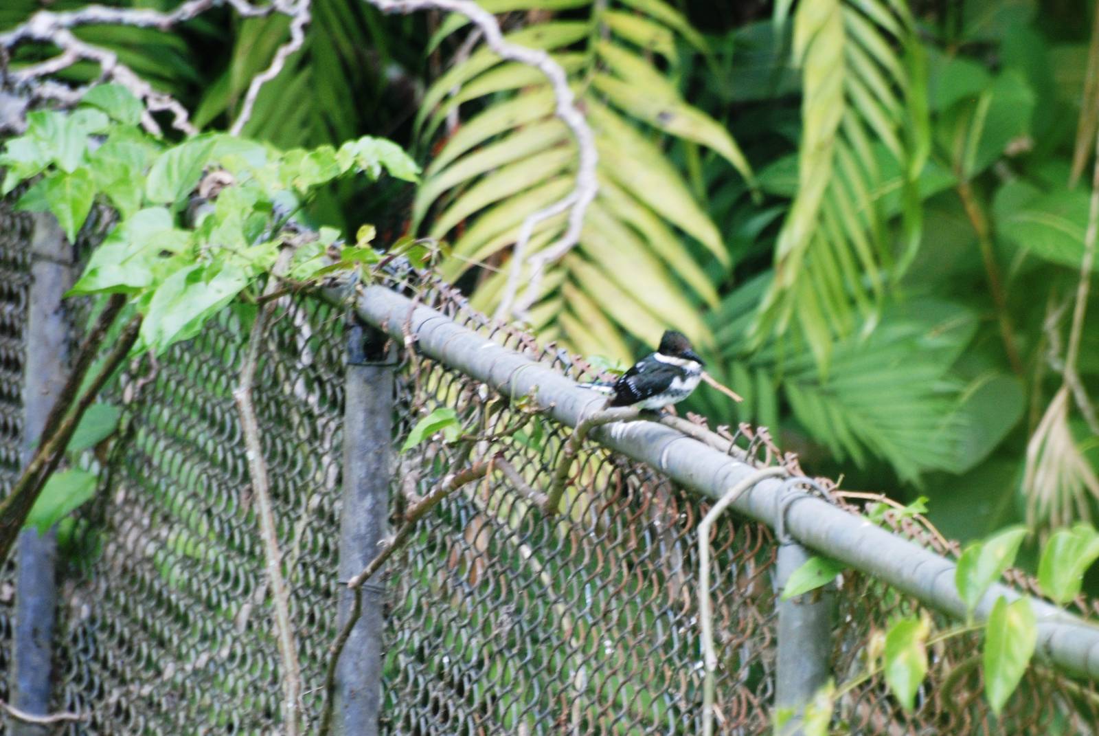 Green Kingfisher in San Jose, 12/04/14