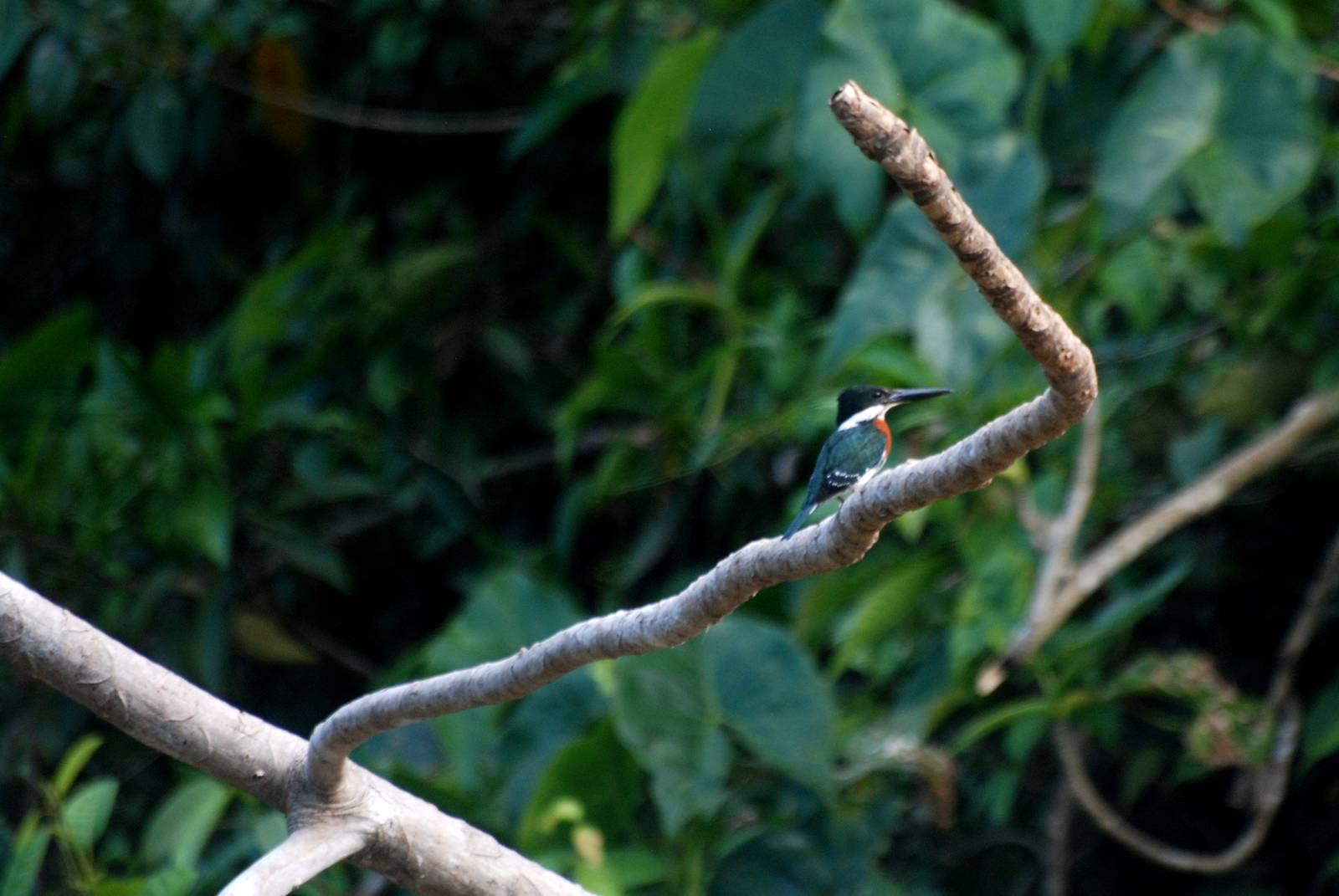 Green Kingfisher in Tortuguero, 13/04/14