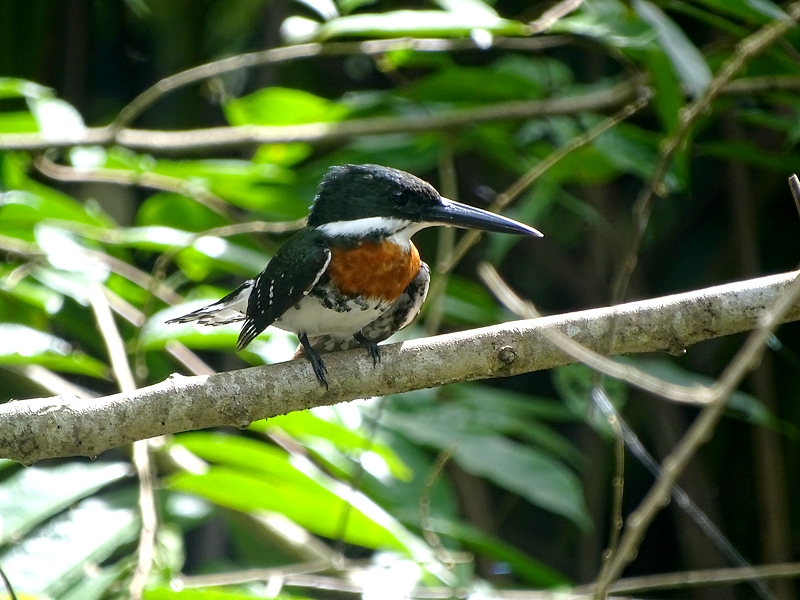 Green kingfisher (male)