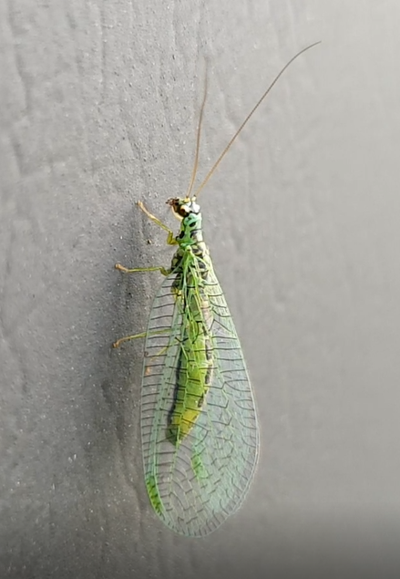 Green lacewing - Chrysopa perla