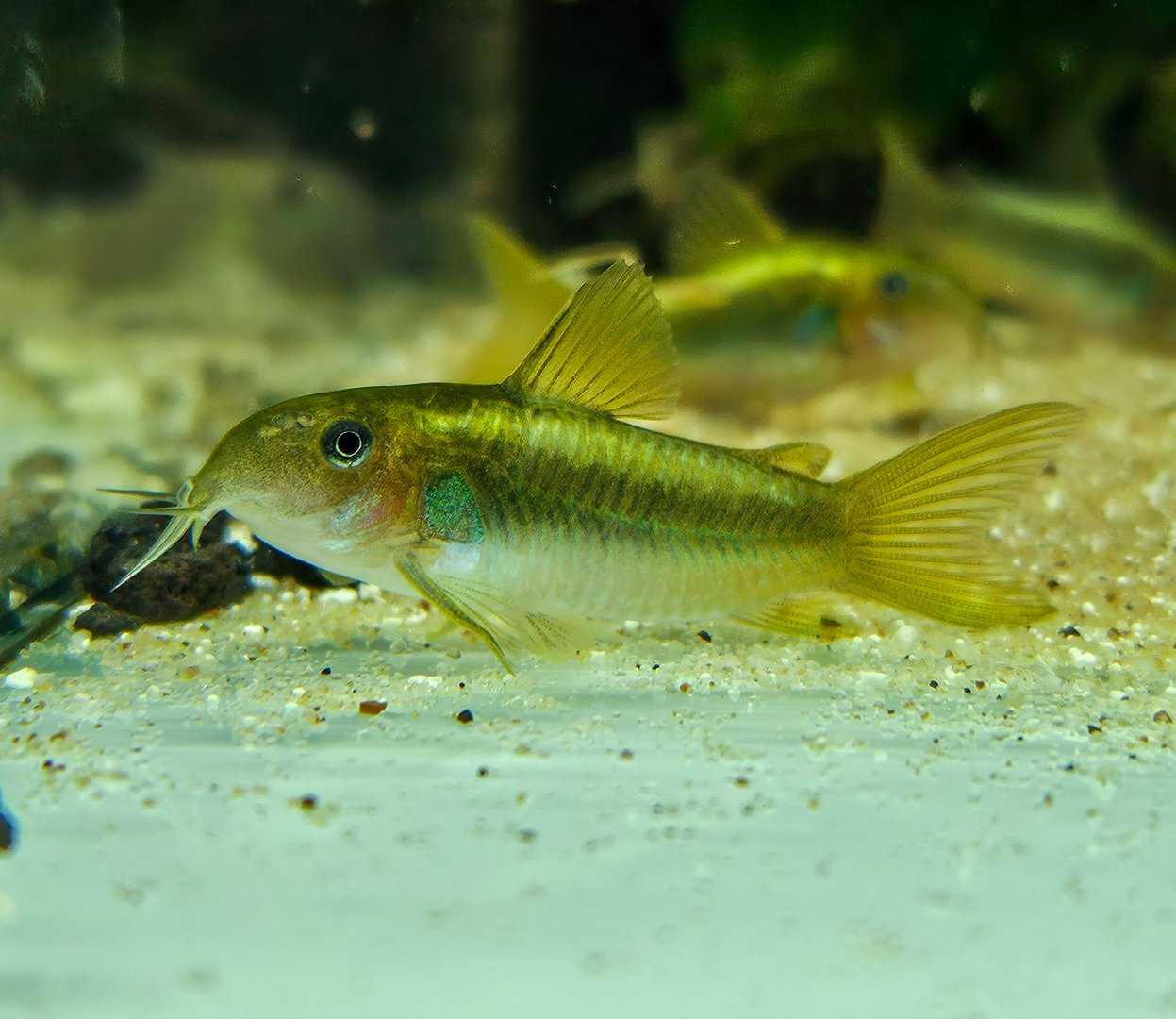 Green Laser Cory (Osteogaster sp. CW009)