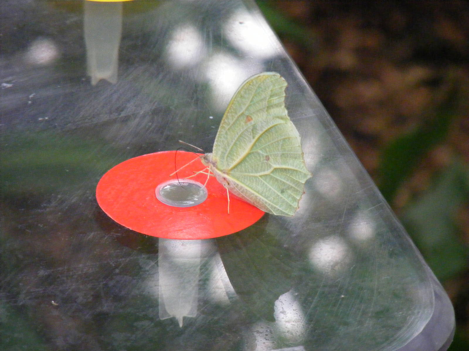 Green leaf butterfly at Bristol Zoo, 1 August 2010