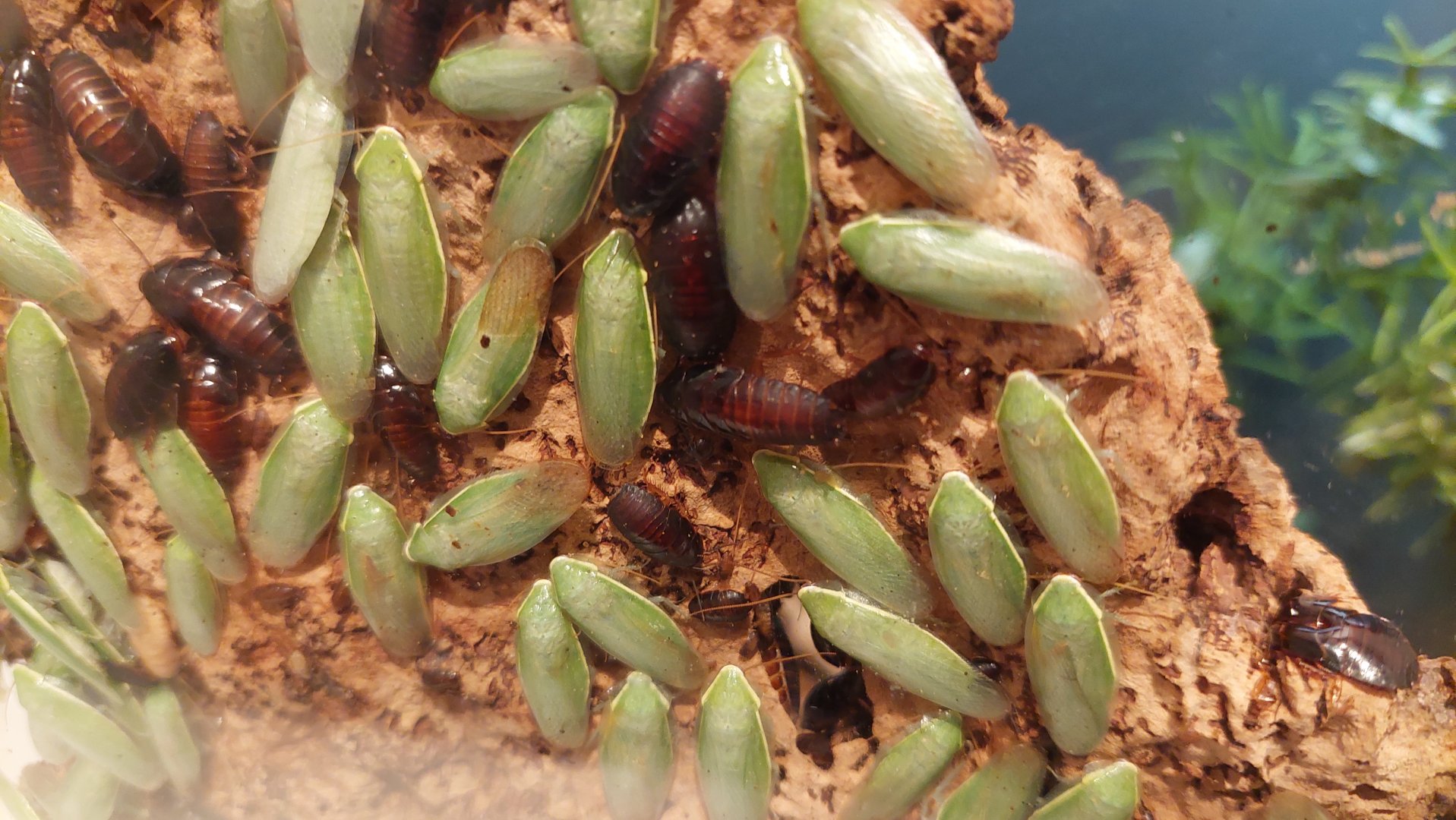 Green-leaf cockroach (Panchlora nivea)