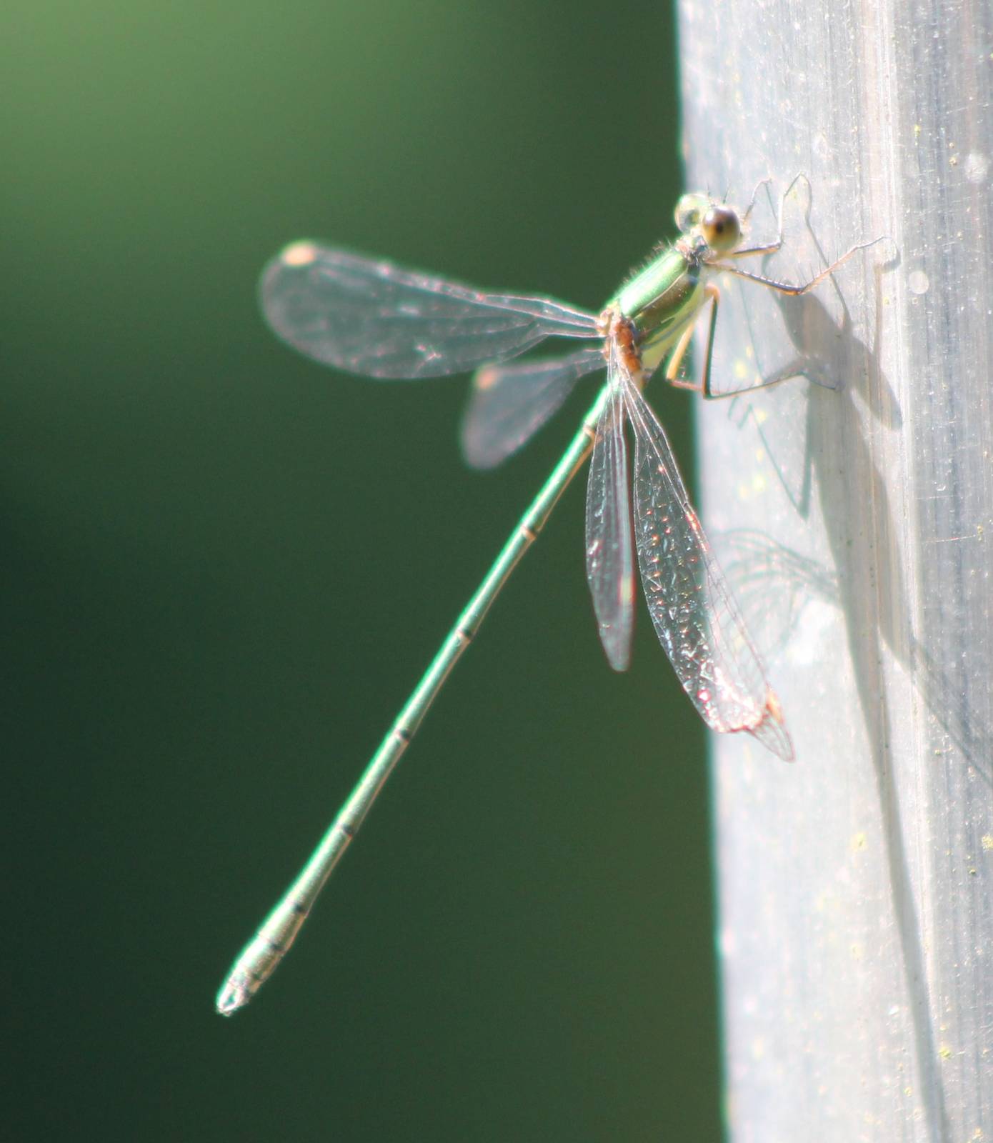 Green lestes female