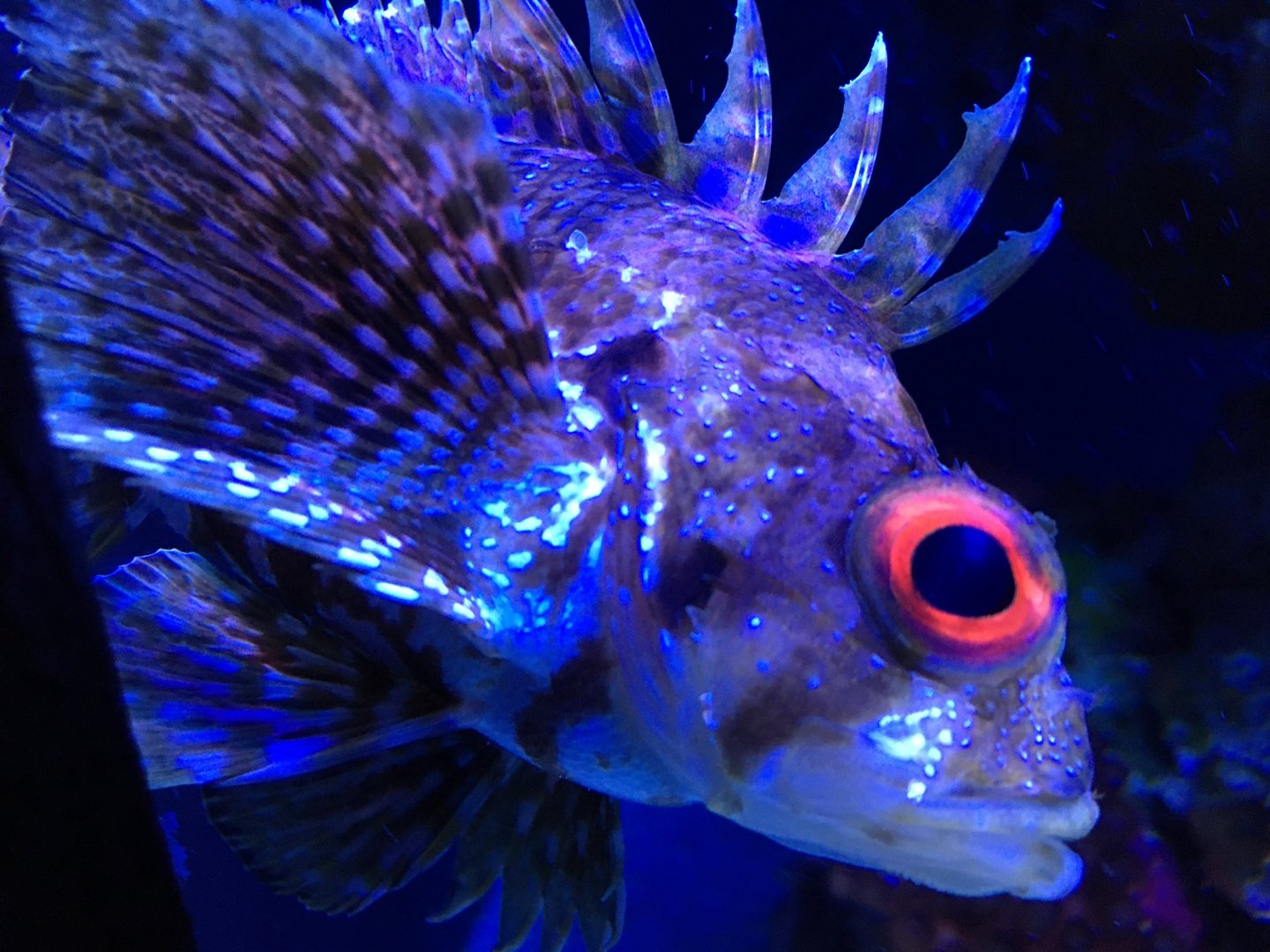 Green Lionfish (Dendrochirus barberi)