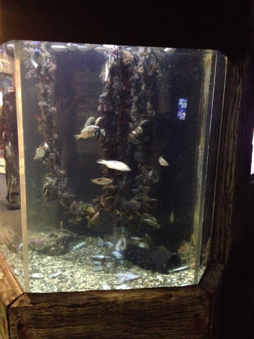 Green-lipped Mussels tank