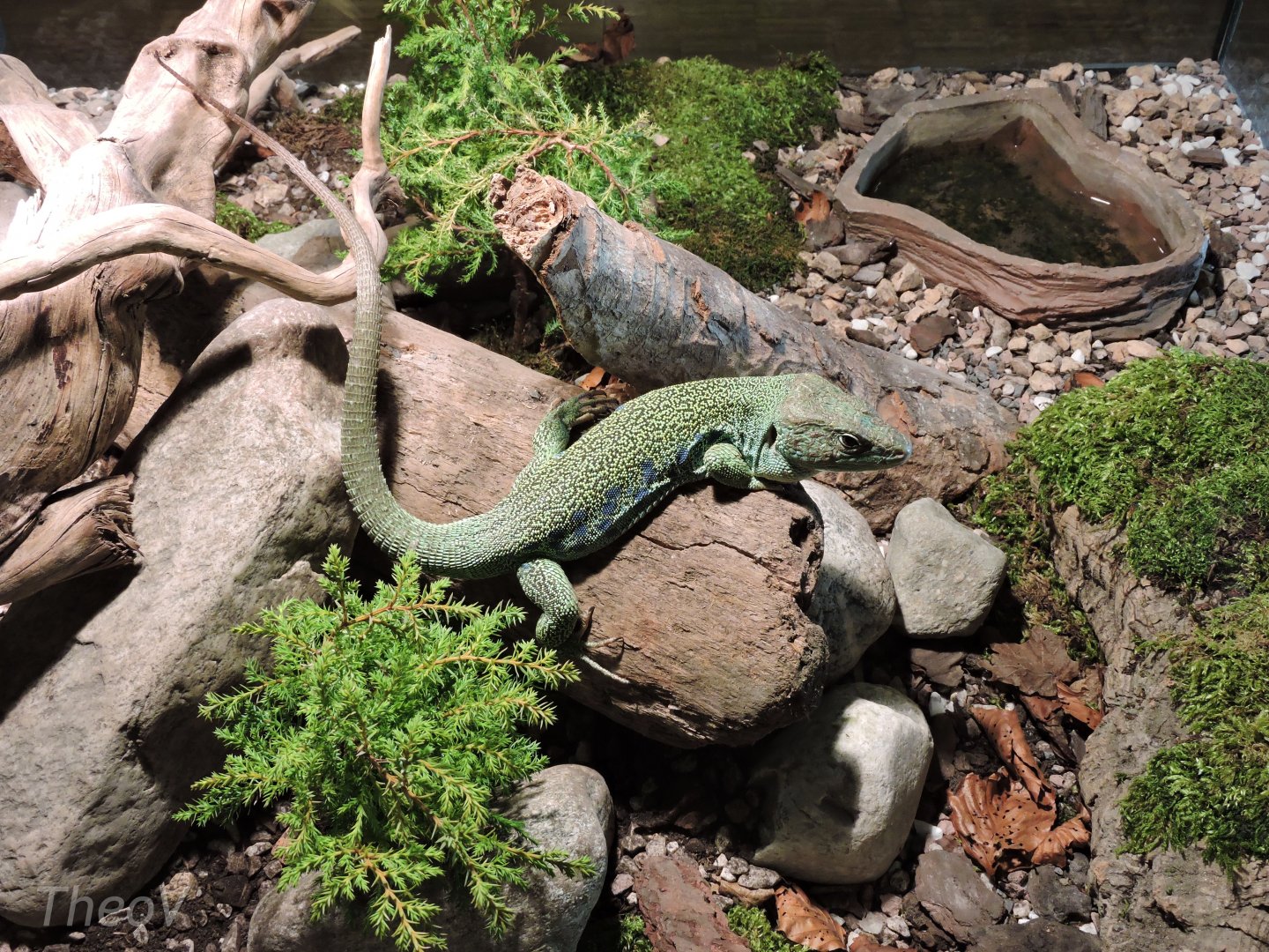 Green lizard - Objectif Reptiles Exposition [2015]