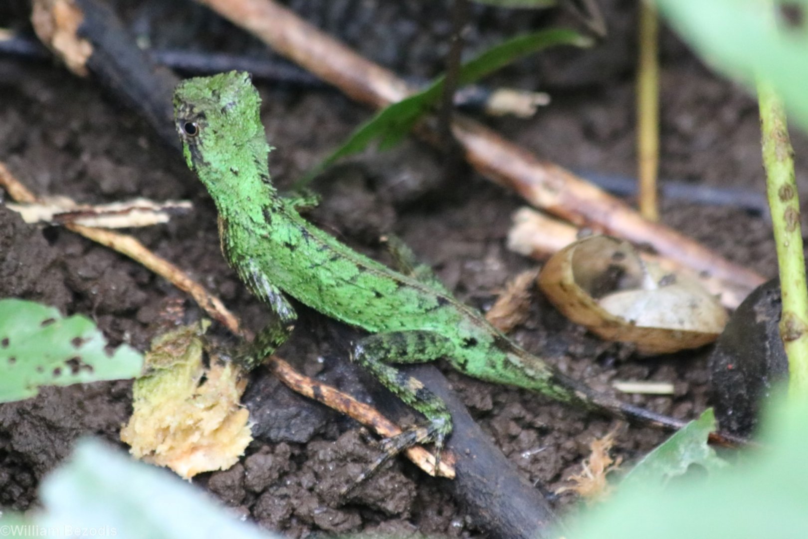 Green Lizard sp. - Cat Tien