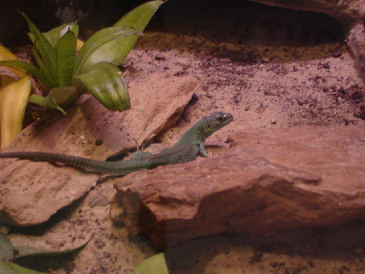 Green lizard