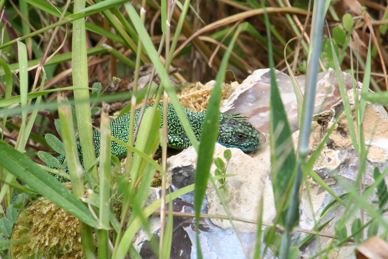 Green lizard