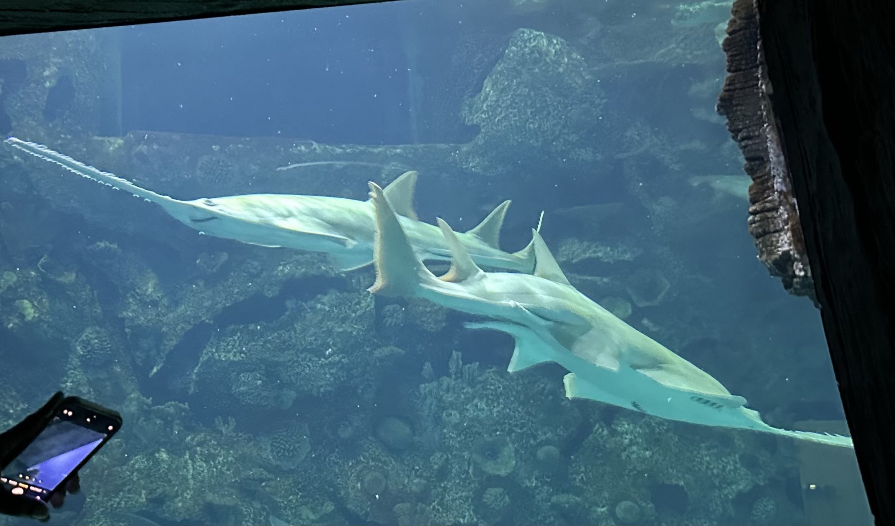 Green/longcomb sawfish (Pristis zijsron) in the Shipwreck