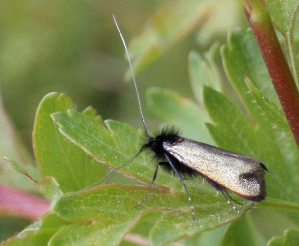 Green Longhorn (Adela reaumurella)