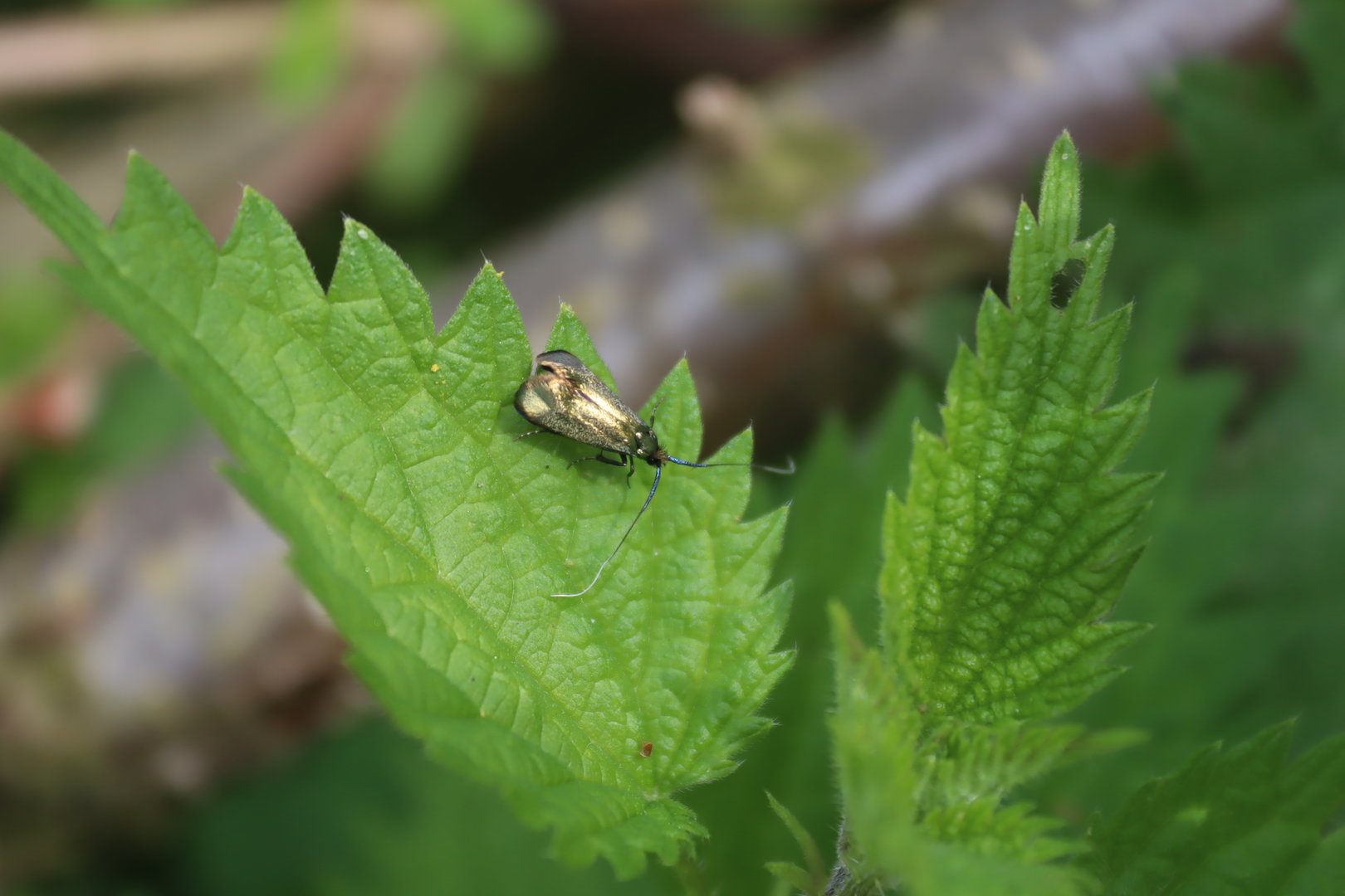 Green Longhorn Moth (Adela reaumurella)