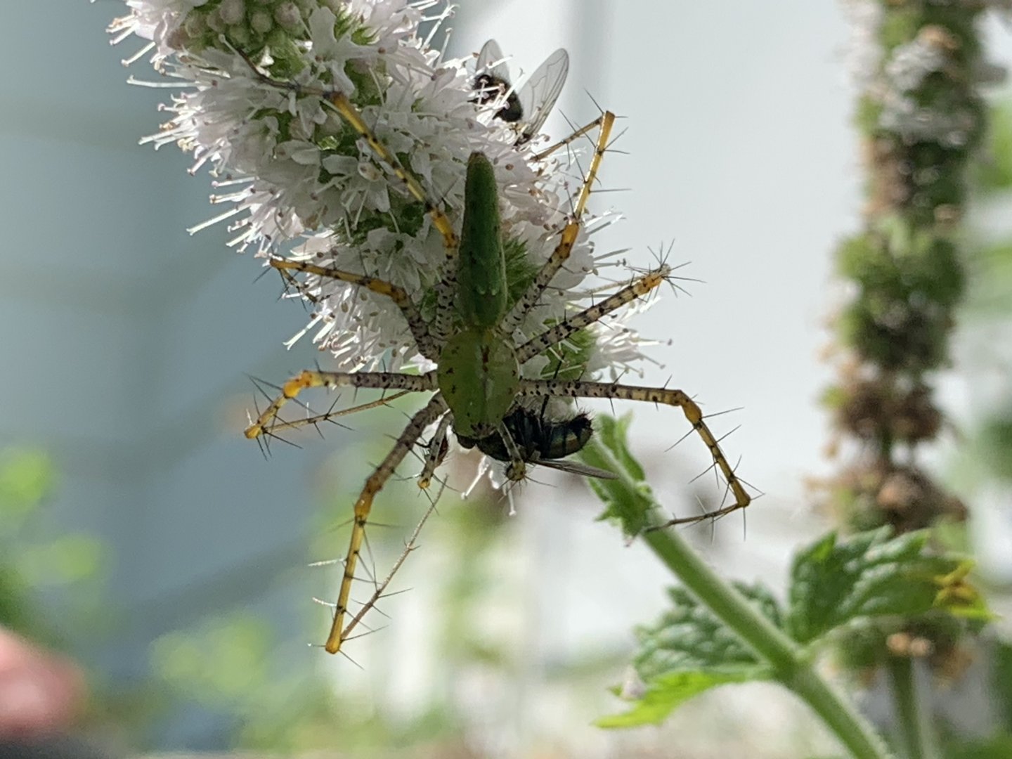 Green Lynx Spider (Peucetia viridans) enjoying a meal