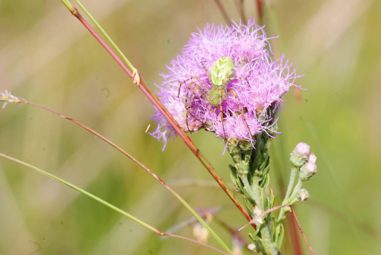 Green Lynx Spider, Punta Gorda, October 2013