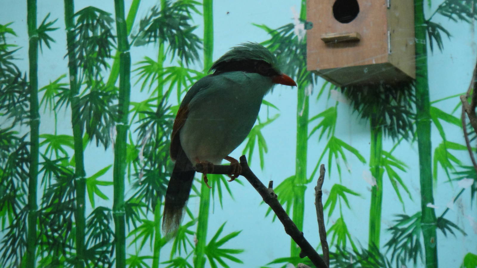 Green Magpie at Shanghai zoo 2014-4-3