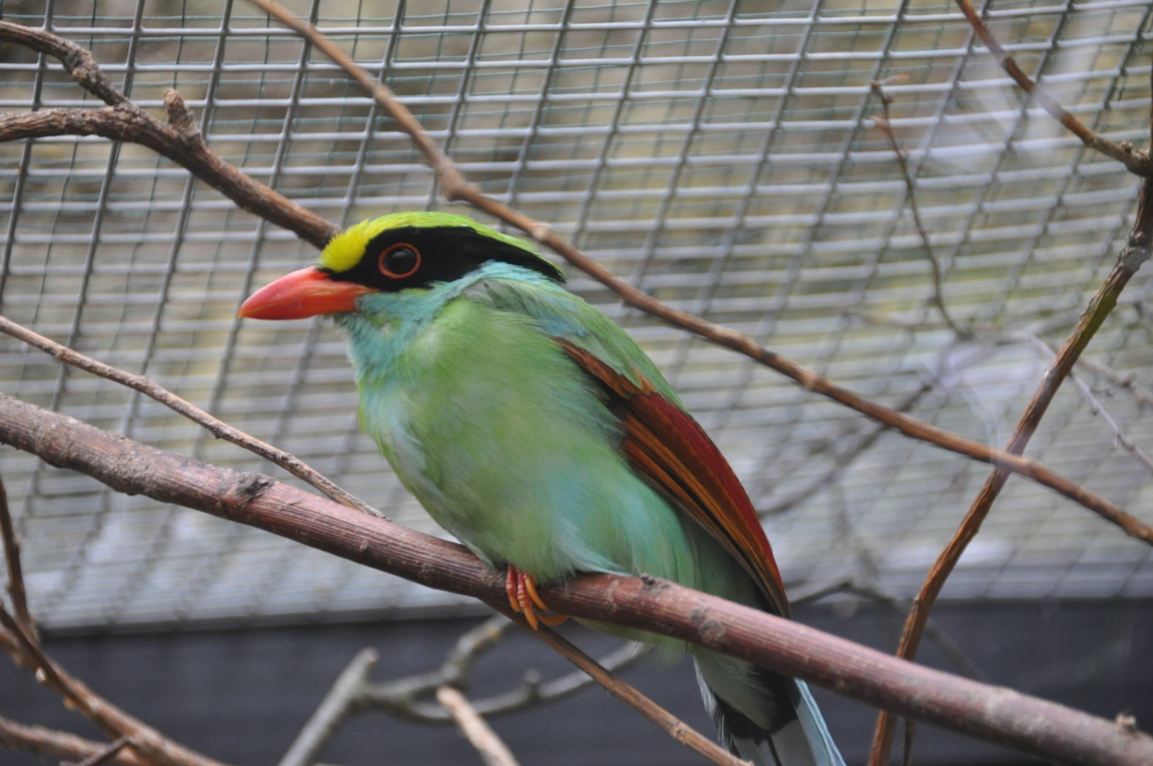 Green magpie/ Cissa chinensis margaritae