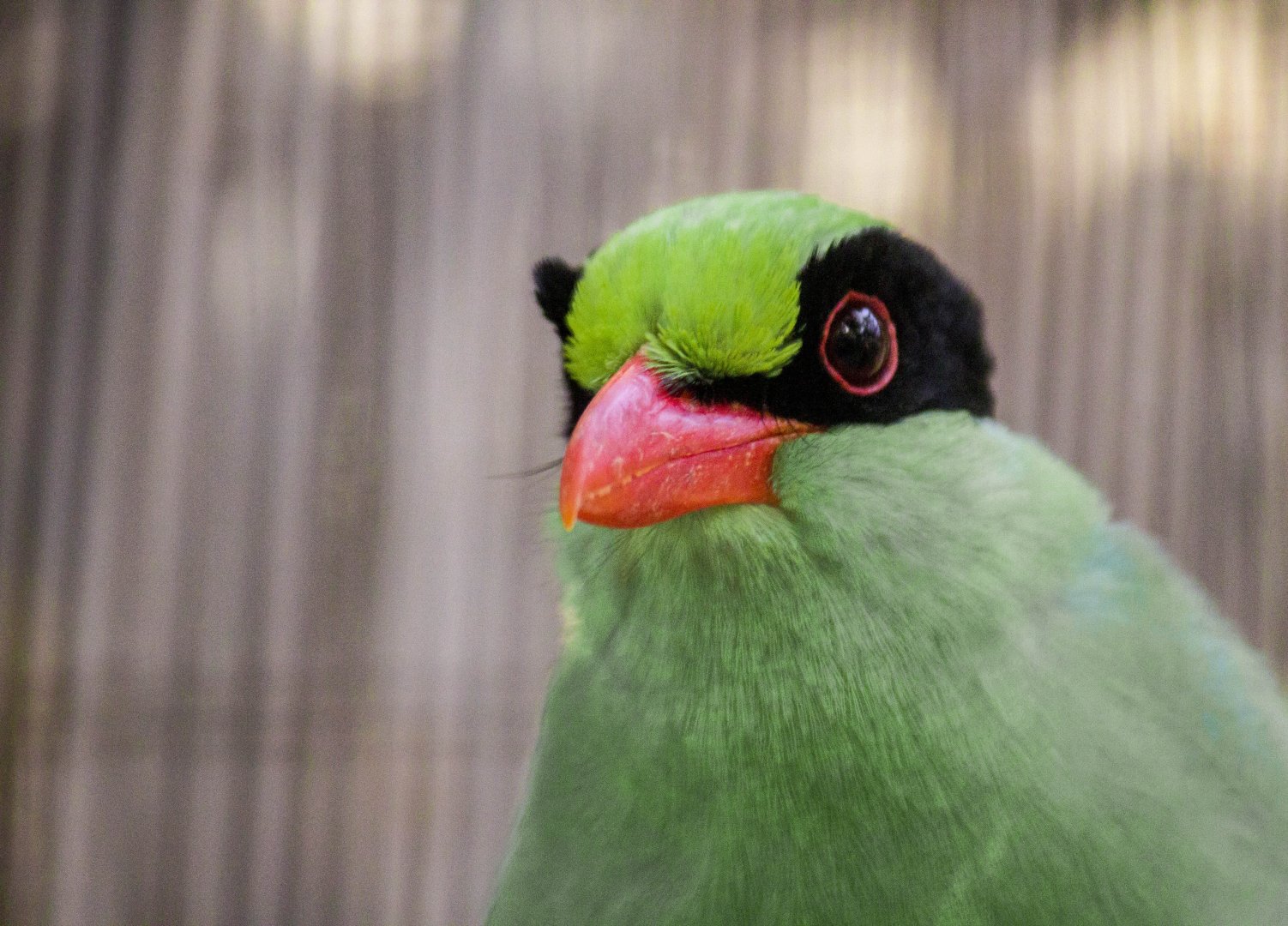 Green magpie, Cissa chinensis