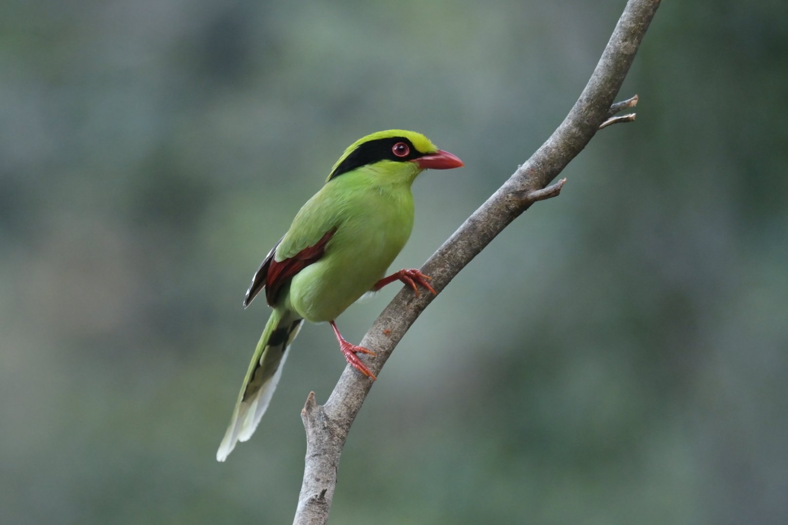 Green Magpie Cissa chinensis