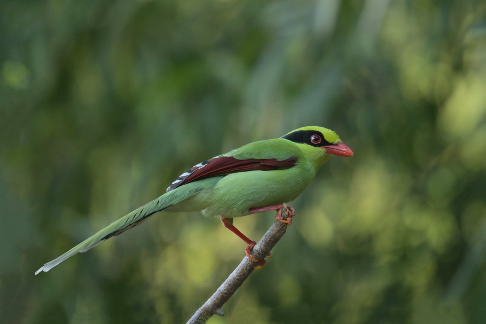 Green Magpie Cissa chinensis